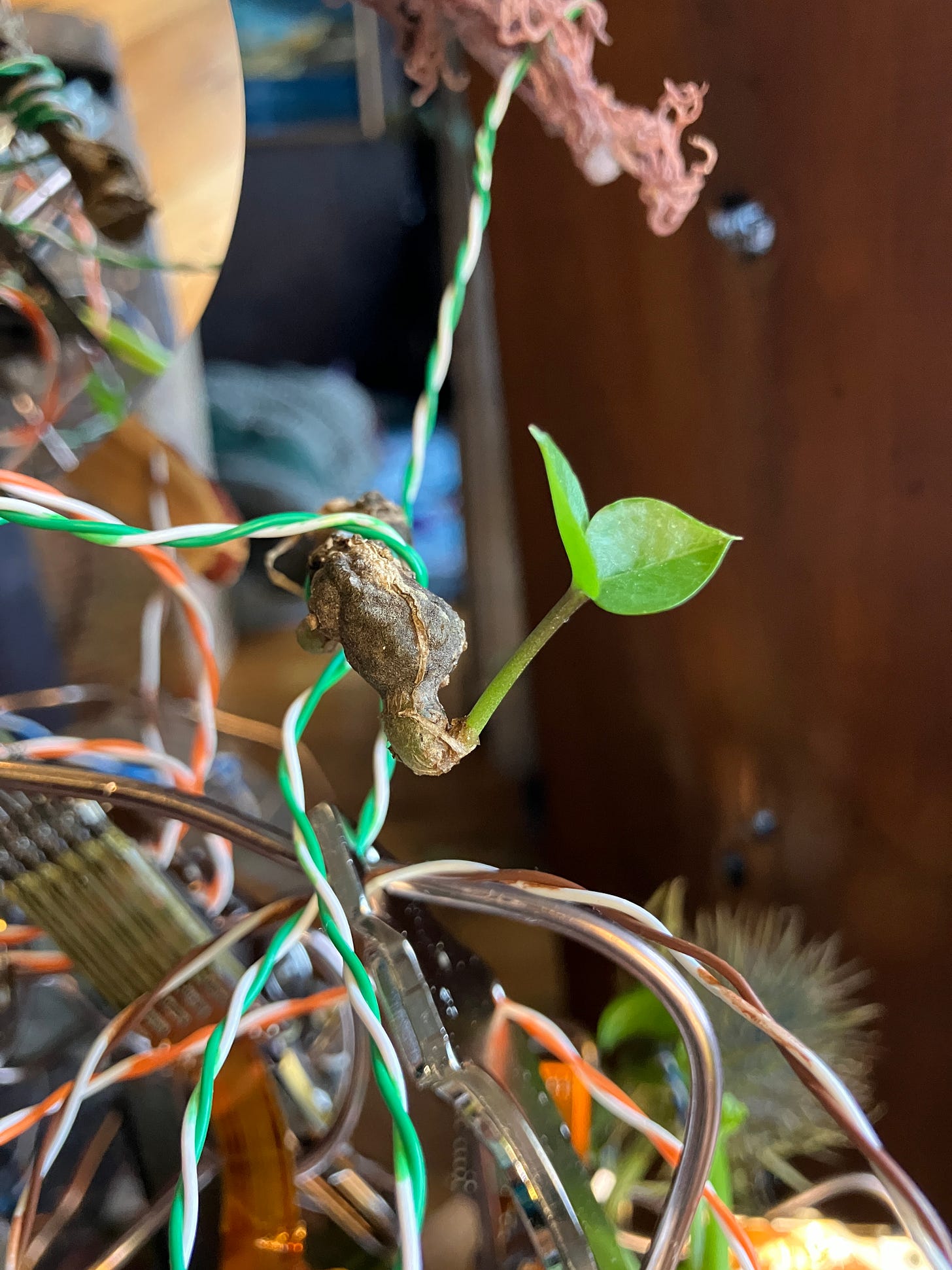 Kevin, the little plant.