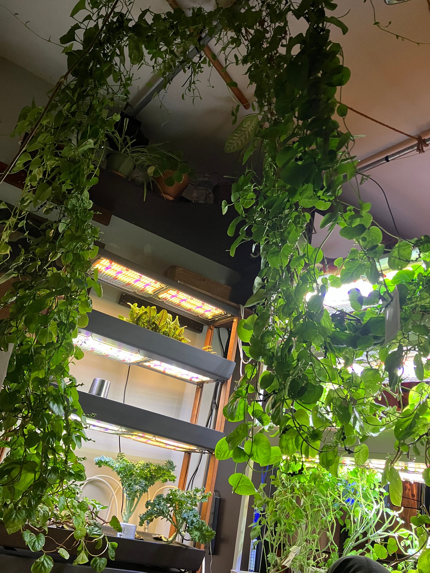 Malabar spinach vines in hydroponic garden.